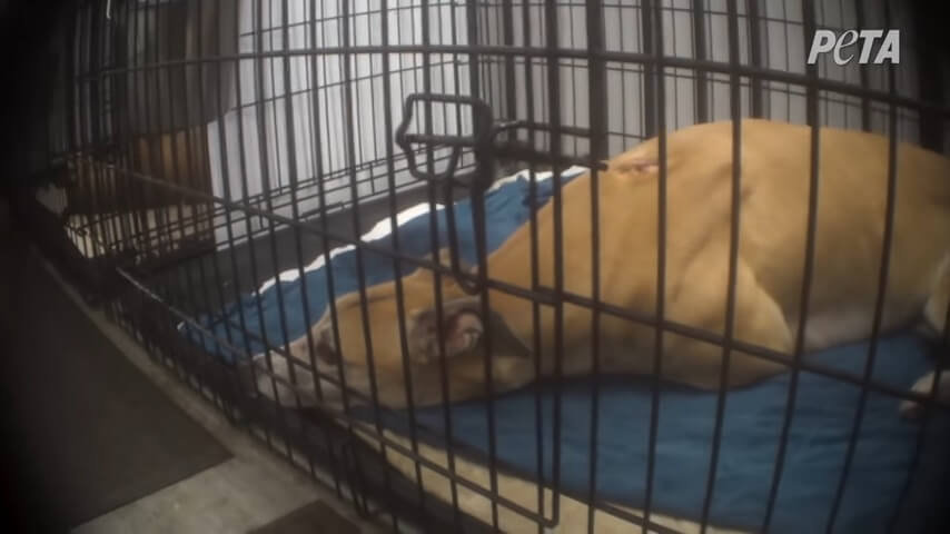 PETA exposes Hemopet