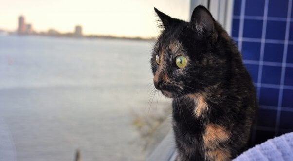 Rescued senior cat Pumpkin looks out the window at PETA headquarters