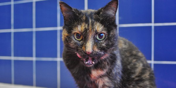 Rescued senior cat Pumpkin licking her chops