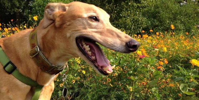 Happy greyhound