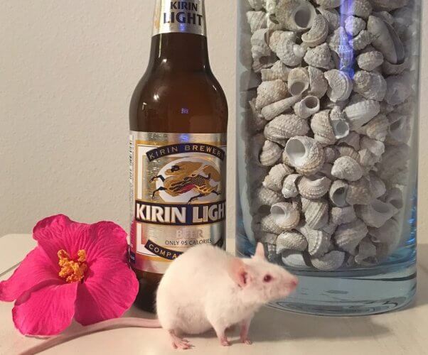 mouse, gus, beer, peta-owned, animal testing, experiments, victories
