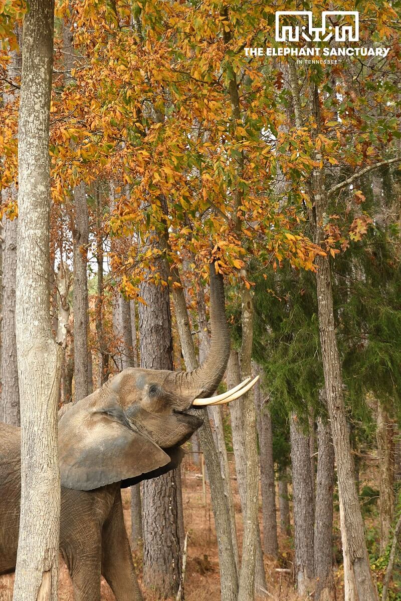 Nosey, The Elephant Sanctuary 