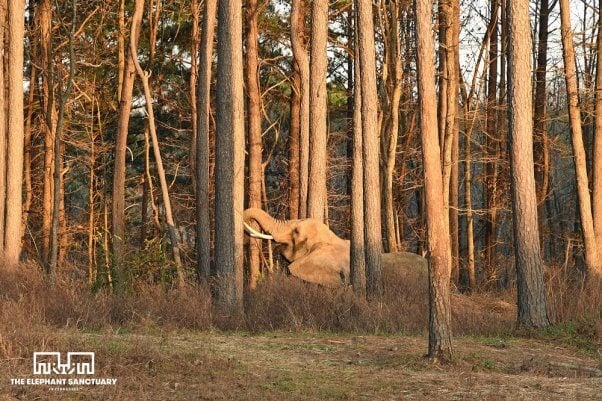 Nosey makes new friends at The Elephant Sanctuary