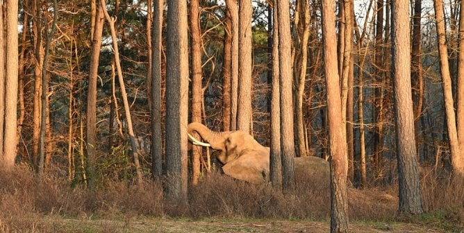 Nosey, The Elephant Sanctuary