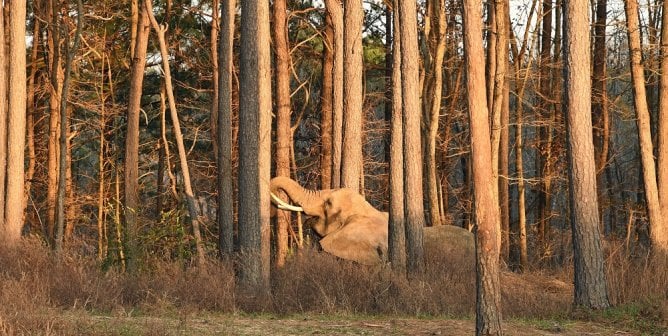 Nosey, The Elephant Sanctuary