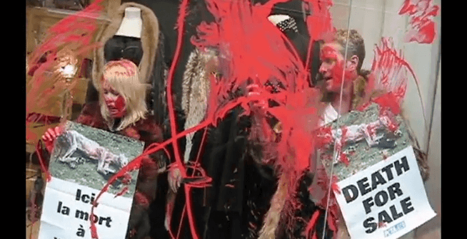 screenshot from peta protest