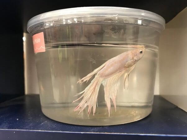 Petco Betta Fish in Tiny Plastic Cup Filled with Dirty Water