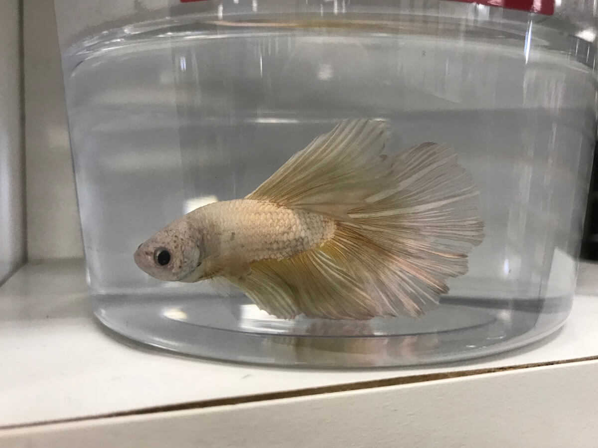 female betta fish petsmart