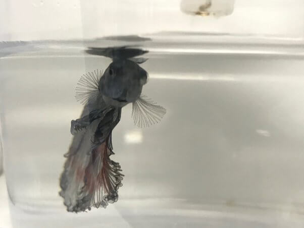 Betta Fish in Tiny Cup at Petco