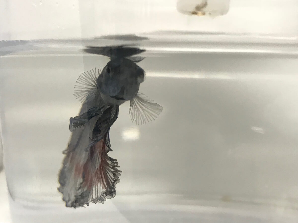 Petco clearance fish sale