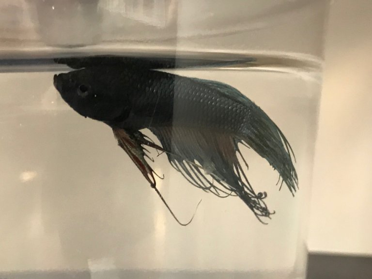 These Comments About Betta Fish in the Classroom Show Why They Should