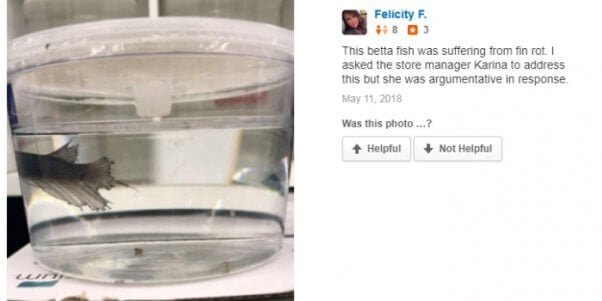 Yelp Petco Review Exposes Sick Betta Fish