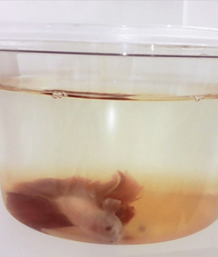 Petco store dead fish