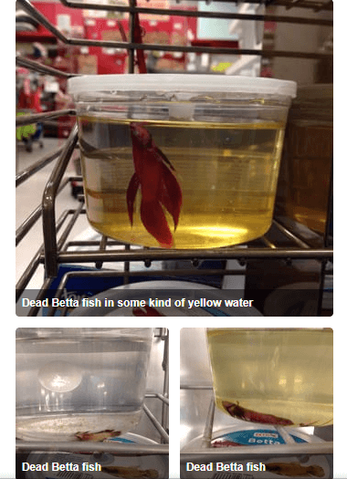Petco sales fish water