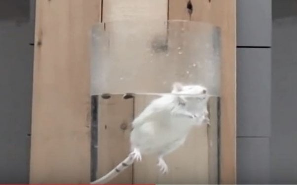 a white mouse attempts to tread water in a plastic tube, the walls too high for them to be able to attempt to escape