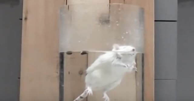 dr emily trunell forced swim test paper published drug discovery today