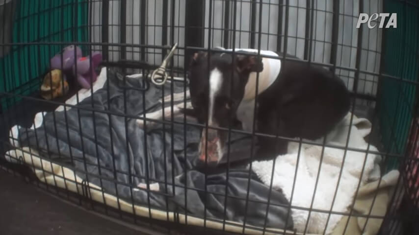 PETA exposes Hemopet