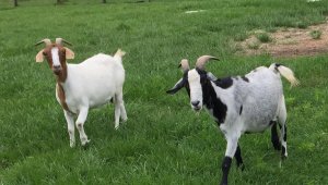Goats at Animal Sanctuary
