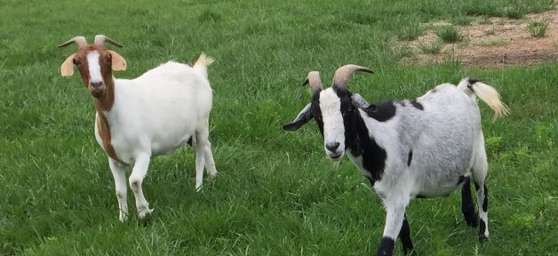 Goats at Animal Sanctuary