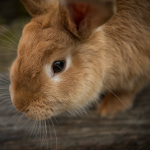 is your rabbit sick
