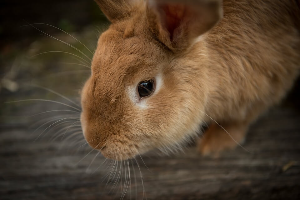 is your rabbit sick