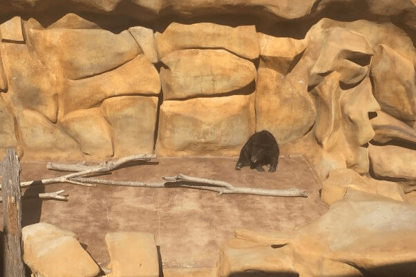 bears in a bear pit