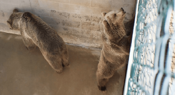 two bears in a pit at the cherokee bear zoo