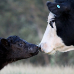 mother and baby cow kissing