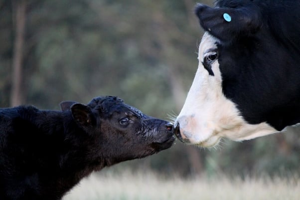 mother and baby cow kissing