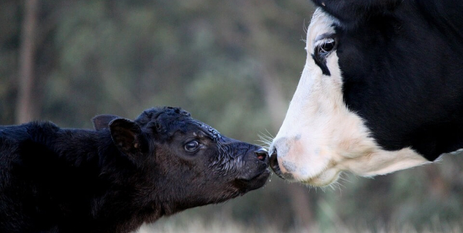 mother and baby cow kissing