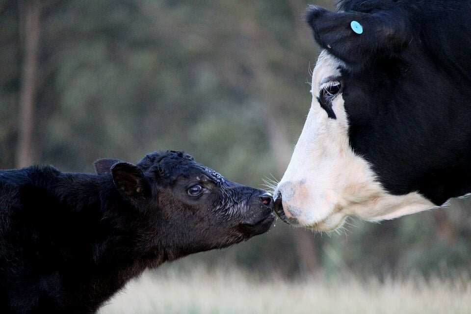 Mother cow touching noses with her calf