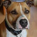 Brown and white pit bull mix