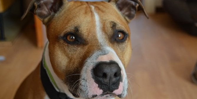 Brown and white pit bull mix