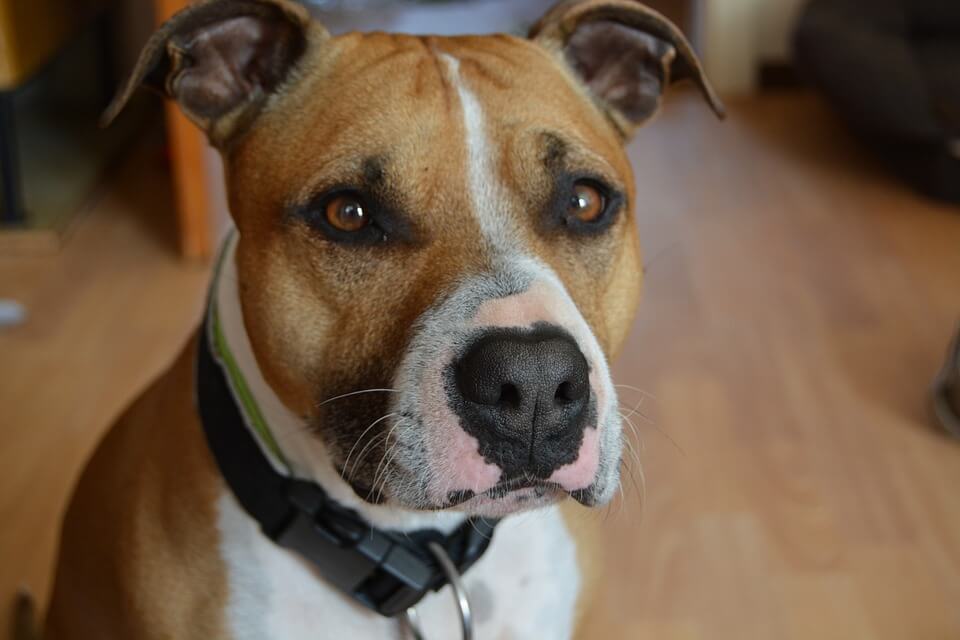 Brown and white pit bull mix