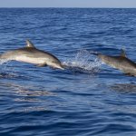 Two dolphins leaping out of the ocean