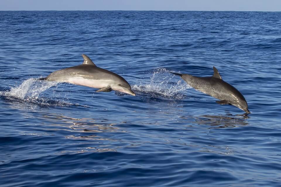 Two dolphins leaping out of the ocean