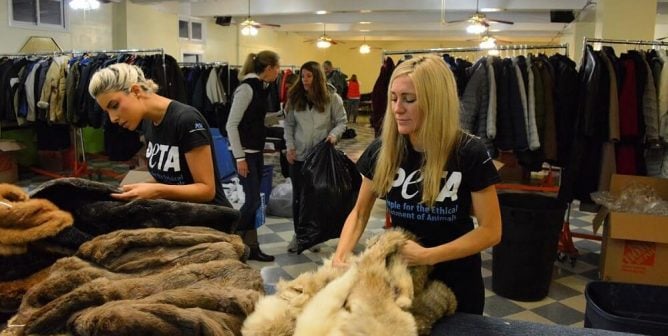 PETA Fur Coat Donation Program. PETA employees boxing up coats