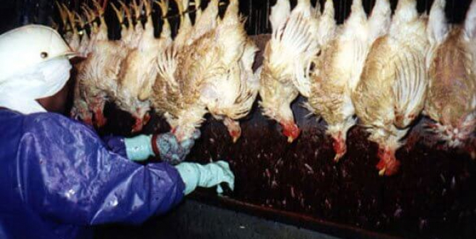 covid-19 slaughterhouse concerns