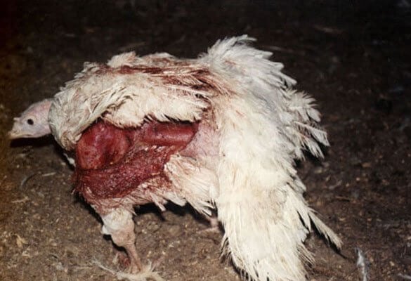 Photo Gallery: Animals Used for Food | PETA
