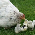 help chickens used for food