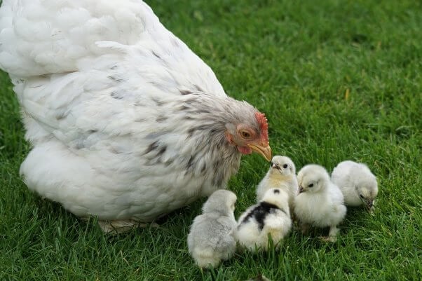 help chickens used for food