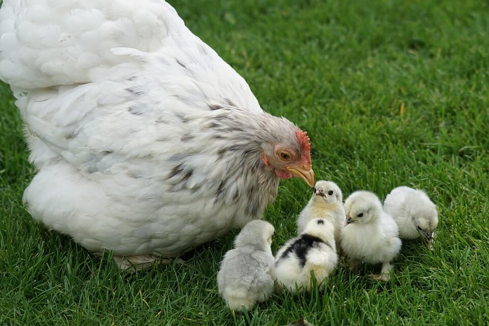 10 Surprising Facts About Chickens | PETA