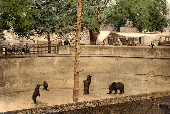 bears in a pit in Bern, Switzerland (circa 1905)
