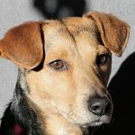 Close-up of brown mixed-breed dog