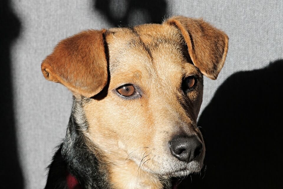 Close-up of brown mixed-breed dog