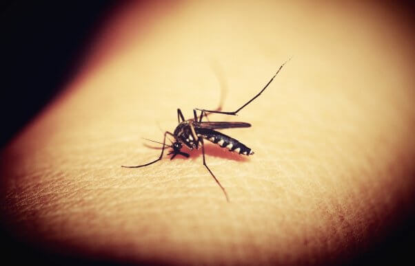 zika virus, mosquitoes