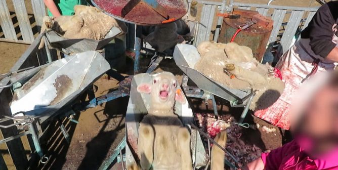 screenshot from mulesing investigation