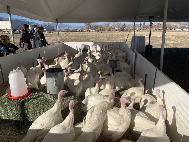 PETA Rescue Ensures These Turkeys Will Have a Happy Thanksgiving