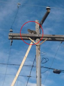 Cat Rescued From Utility Pole in Colorado!