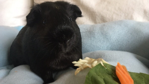 Are Guinea Pigs Good ‘Starter Pets’ for Kids? No—Here’s Why